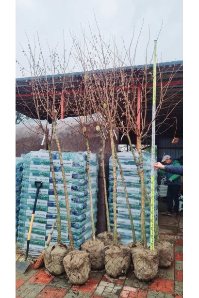 Фундук Варшавський Червоний на штамбі саджанці